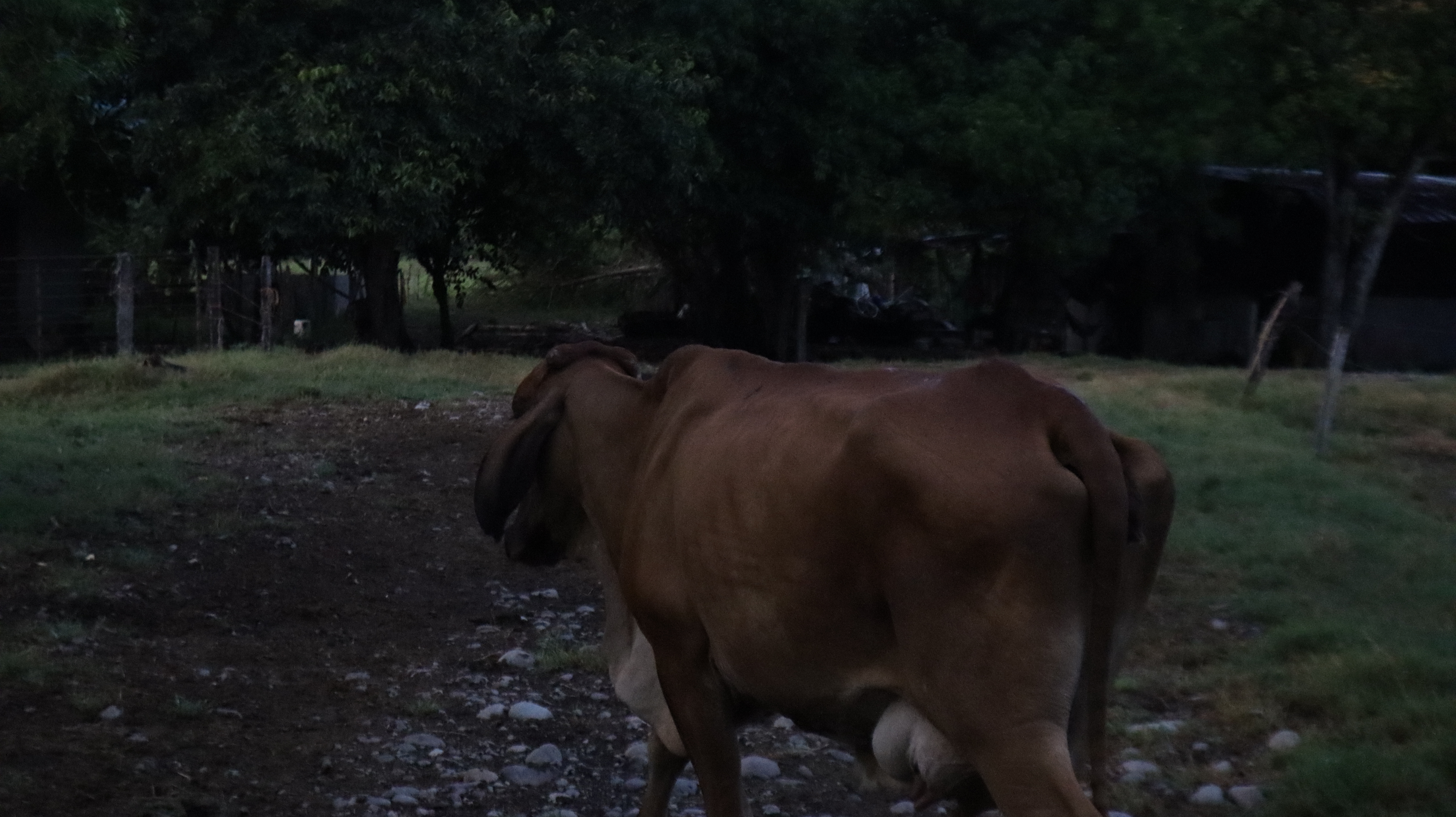 Finca