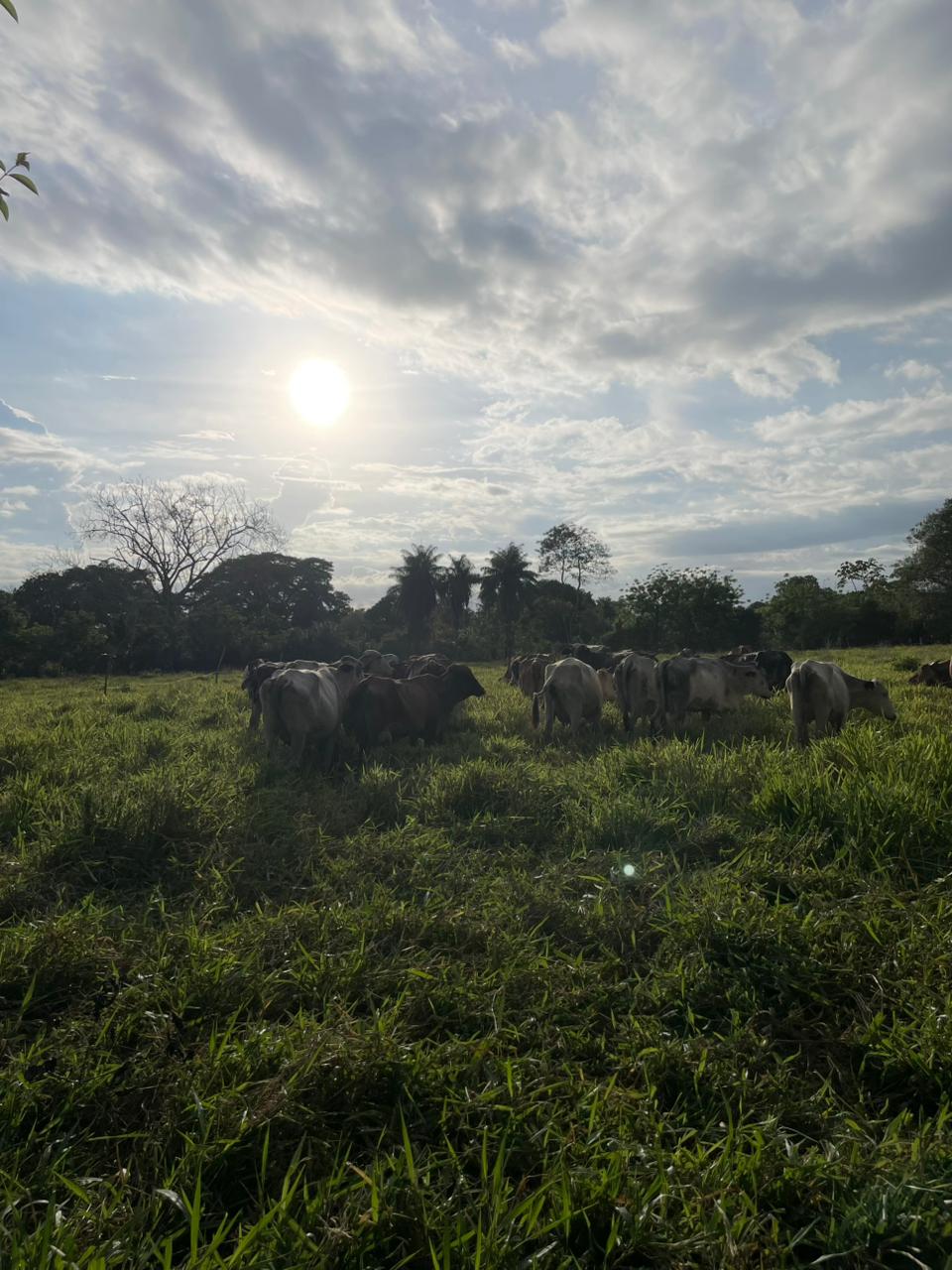 Finca